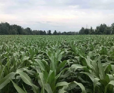 Looking to Rent Farmland for Certified Organic Crops