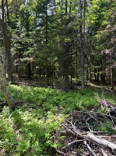 terrain à vendre rue alvin-c mitson magog