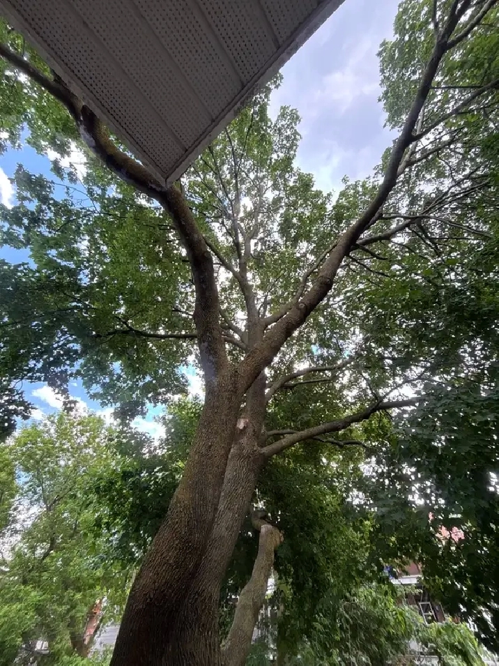 ⭐Joli 3 ½, Métro Laurier,PLATEAU MONT-ROYAL,1er juillet, 1295$/m