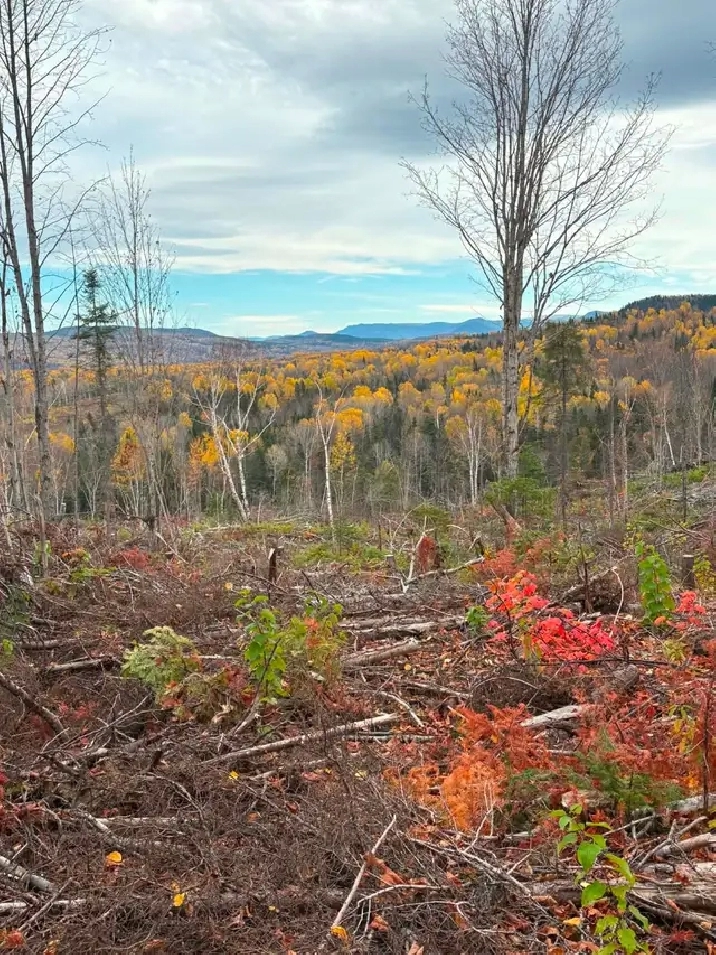 Terre à bois à vendre en Gaspésie zone 1