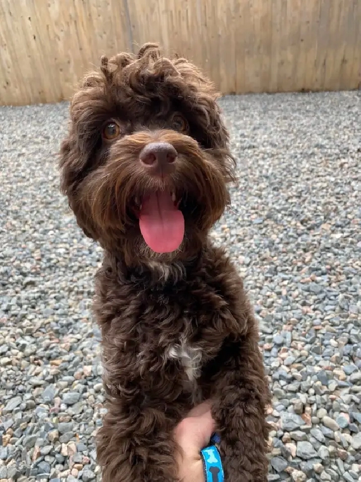 looking for a small dog friendly rental