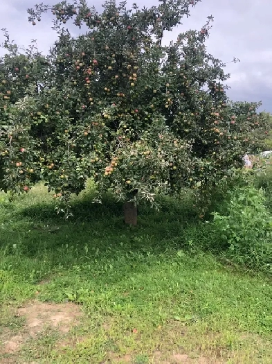 ALMOST 1/2 ACRE BUILDING Lot