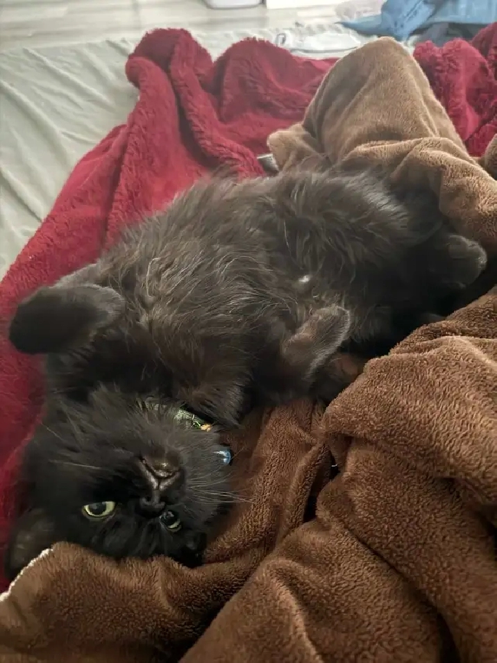 ISO: Quiet Respectful Couple & Support Kitten, In Need Of Home!