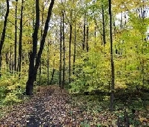 Terrain a vendre de 16,000 pieds 2 au Lac St charles
