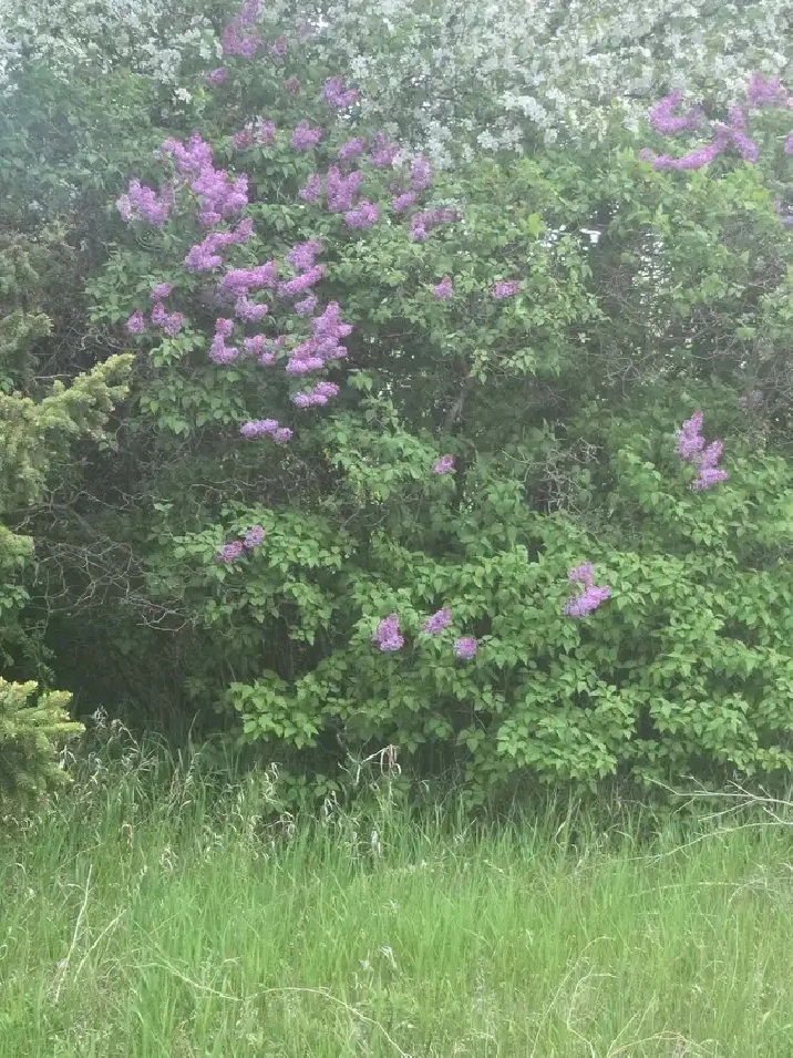 12 LOTS FOR SALE    1.5 ACRES