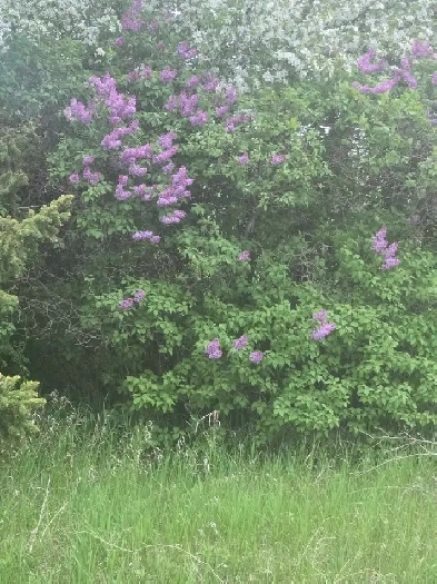 12 LOTS FOR SALE    1.5 ACRES