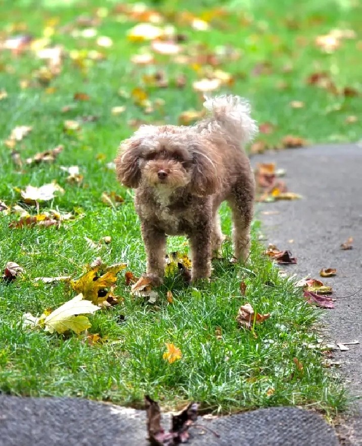 Wanted: Exceptional Senior Tenant & Sweet Poodle Seeking 1-Level