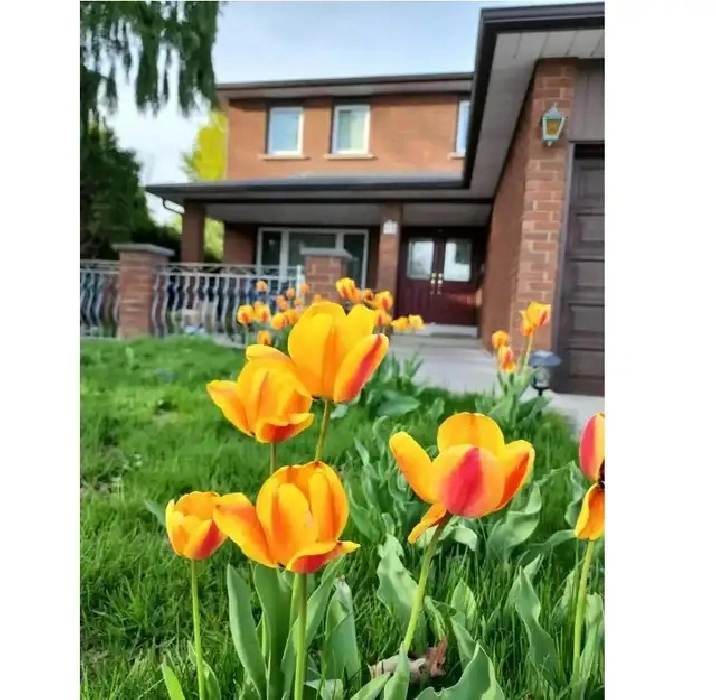 2 bedroom BSM Separate entrance $1800 @Dufferin & Steeles