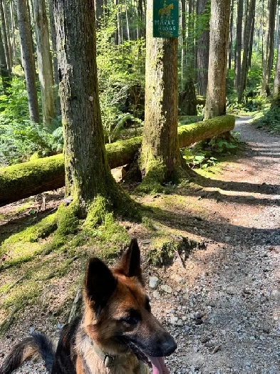 Urgent Housing Needed — Dog‑Friendly - Room or Apartment