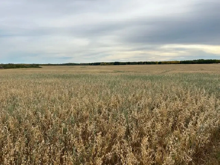 Looking To Rent Farmland