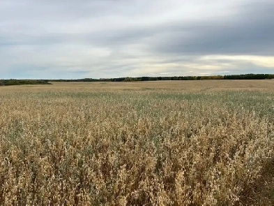 Looking To Rent Farmland