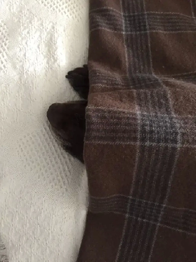 Urgent: Professional Seeking Dog-Friendly Room