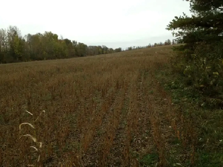 100-Acre Workable Farm for Lease – Owen Sound Area