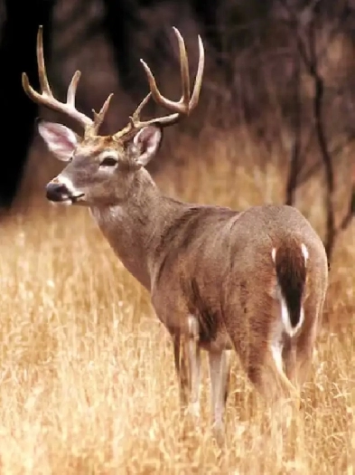 cherchons terrain à louer pour chasse au chevreuil en estrie
